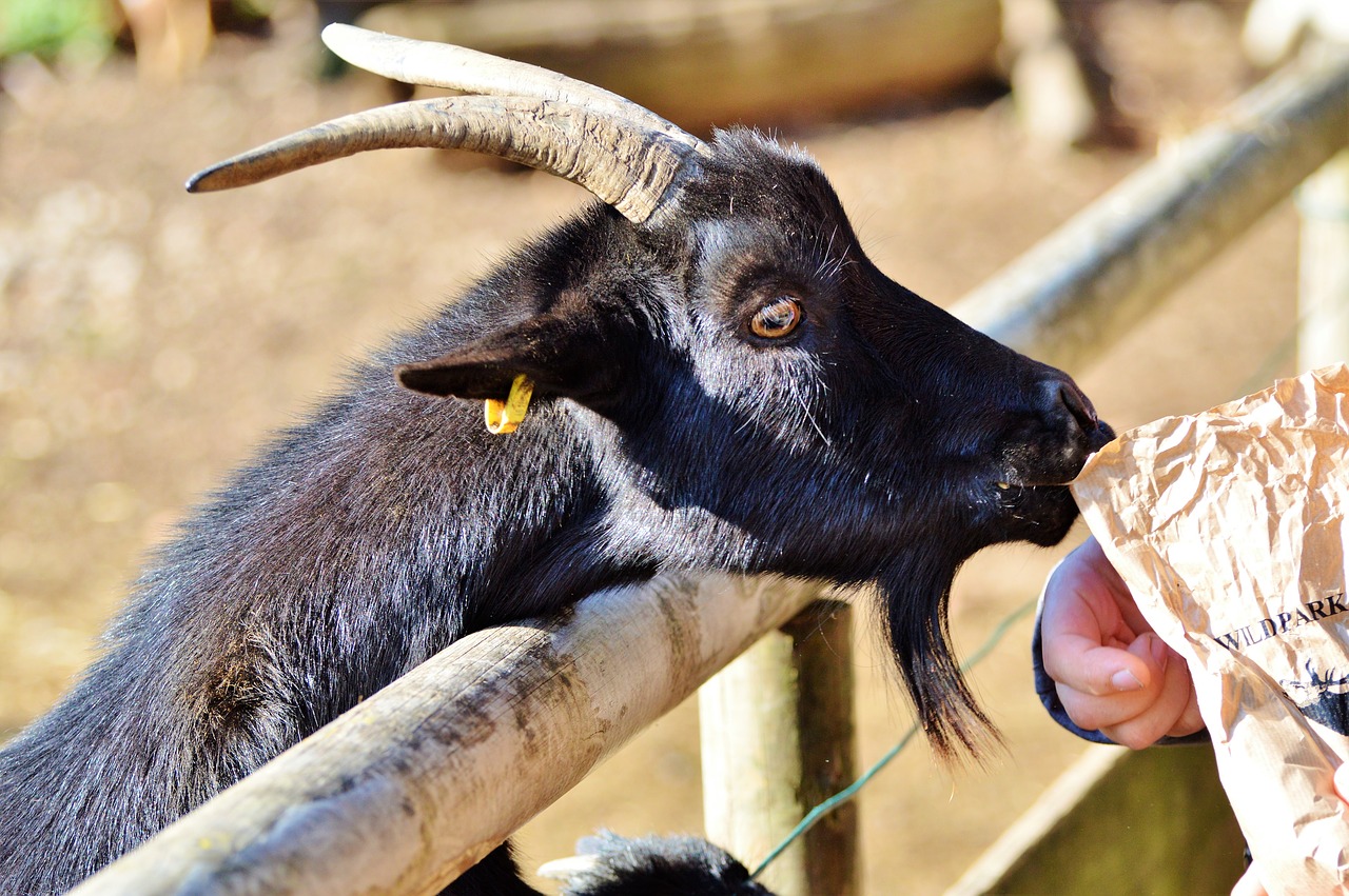 goat wild goat horns free photo
