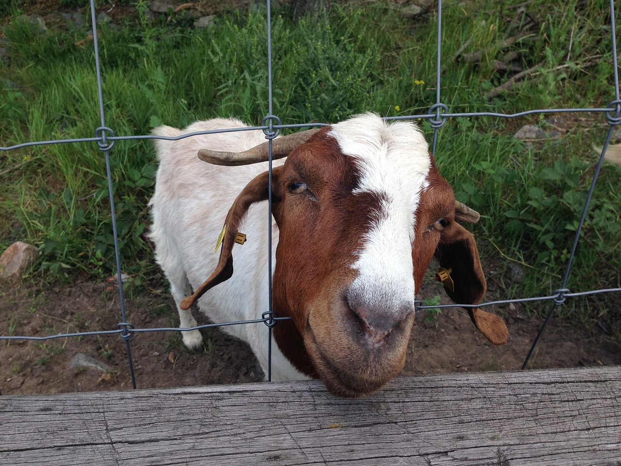 goat fence billy goat free photo