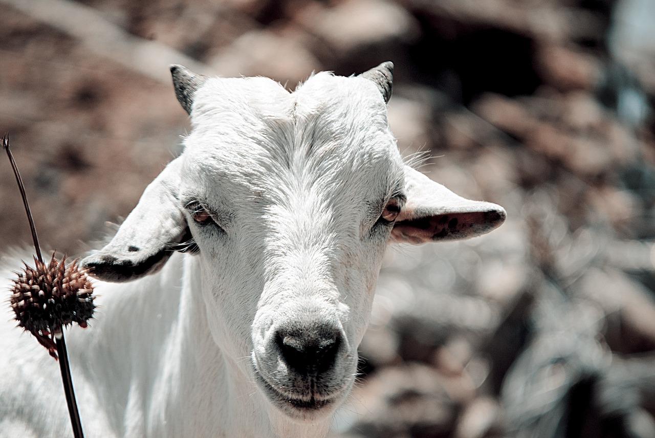 goat cattle domestic free photo