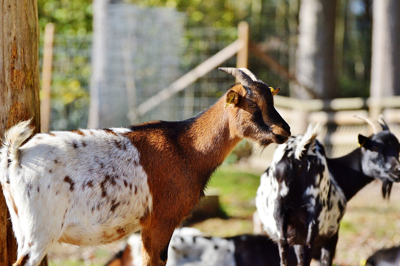 goat livestock billy goat free photo