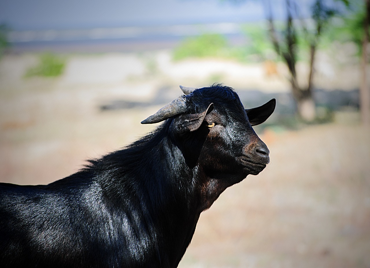 goat animal wild free photo