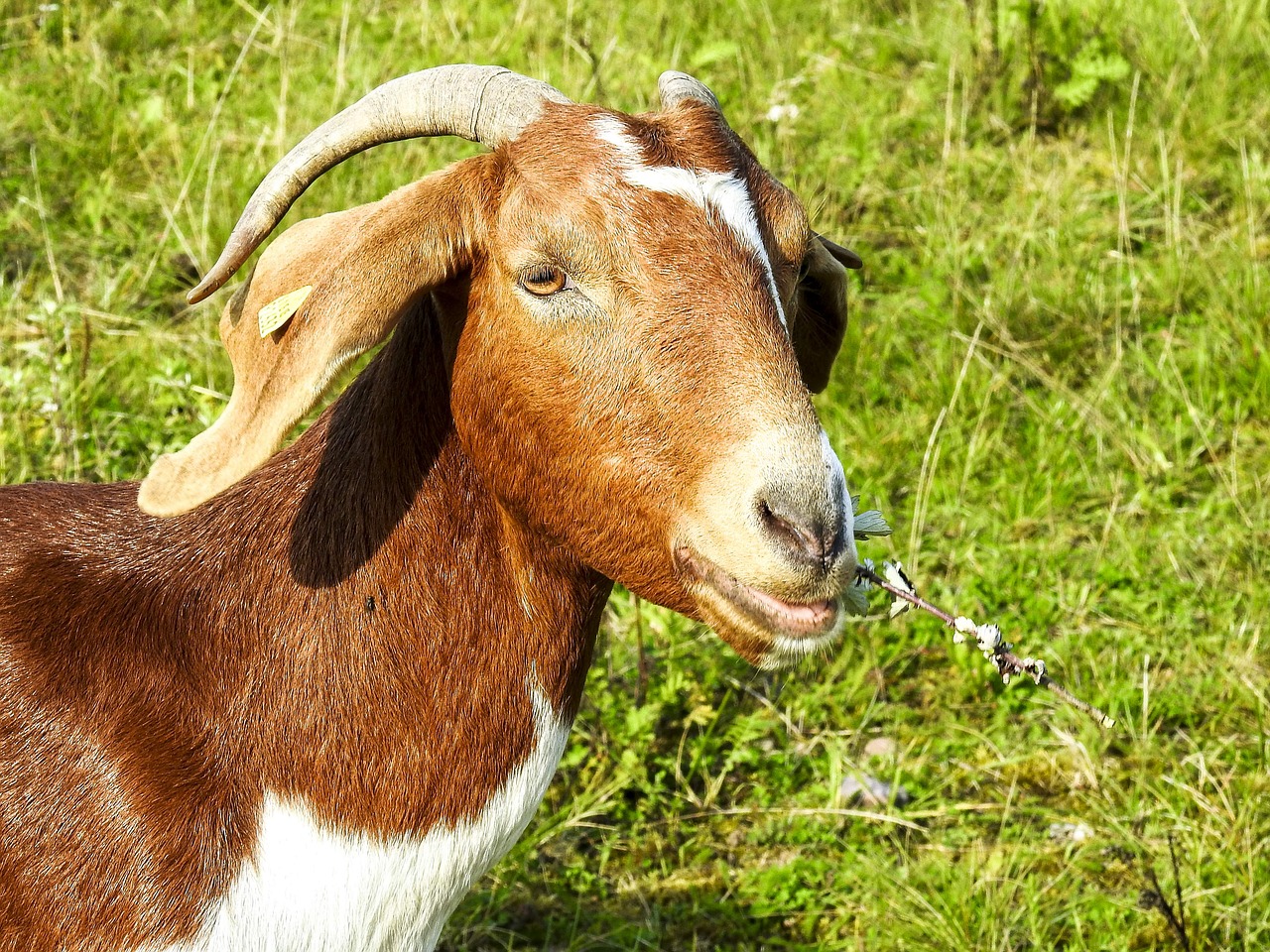 goat boer goat weidetier free photo