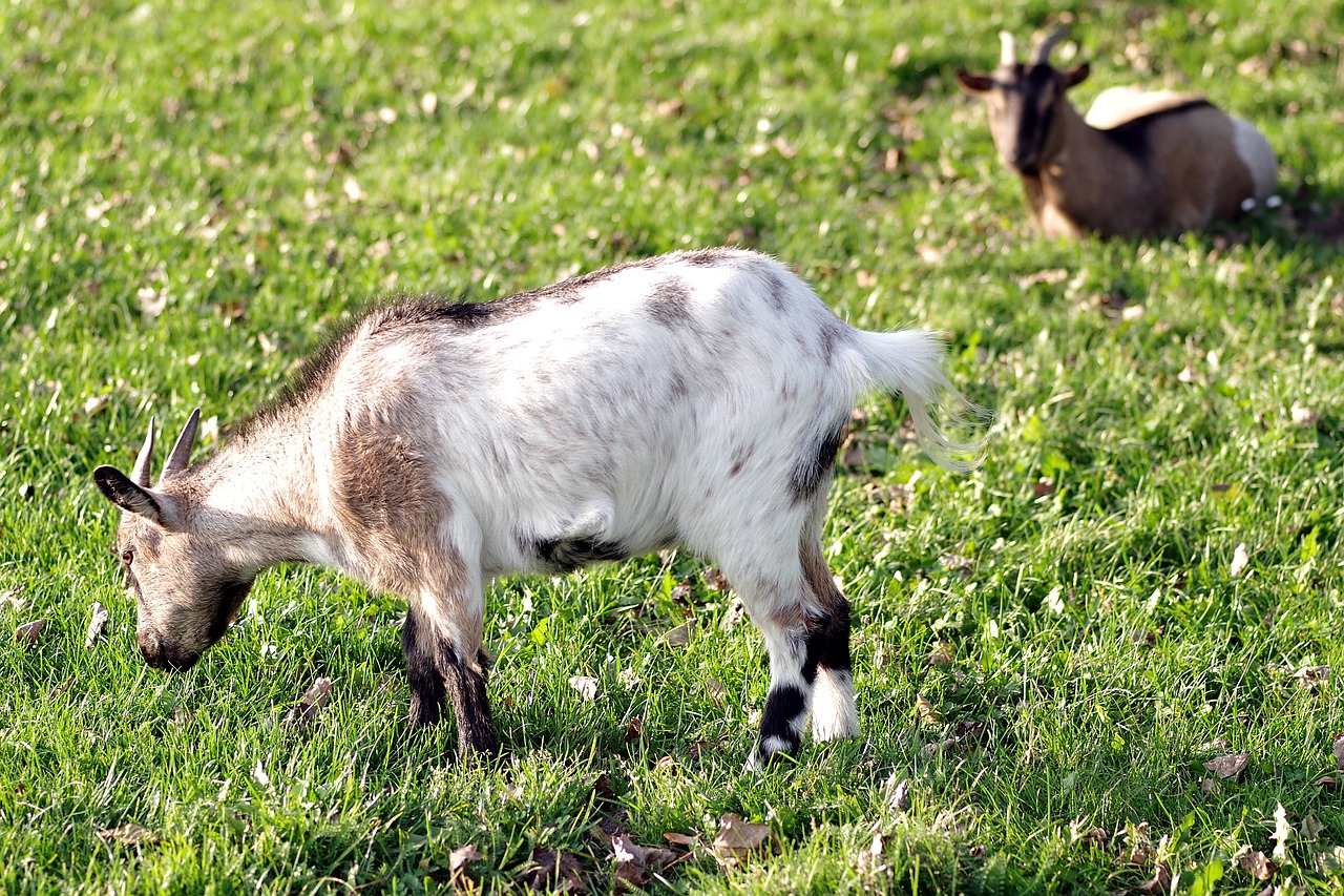 goat goats village free photo