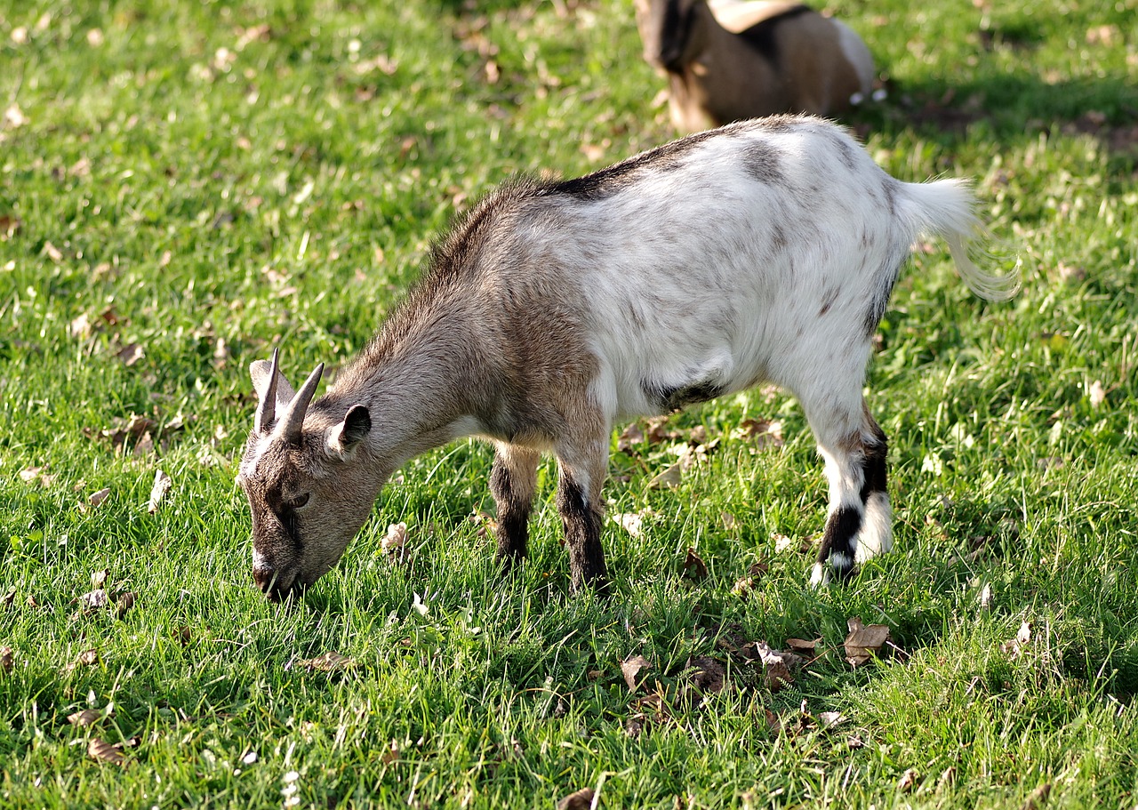 goat white gray free photo