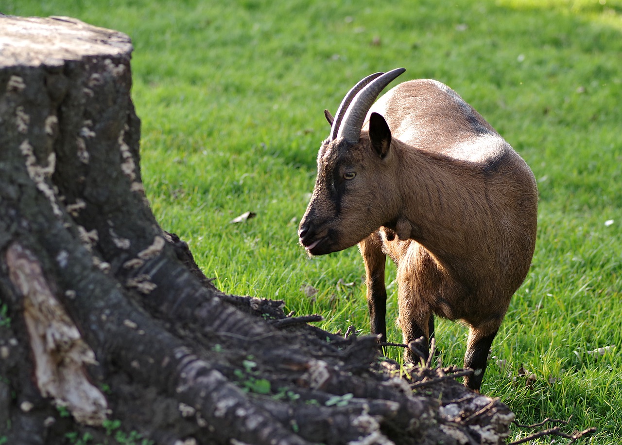 goat brown animal free photo