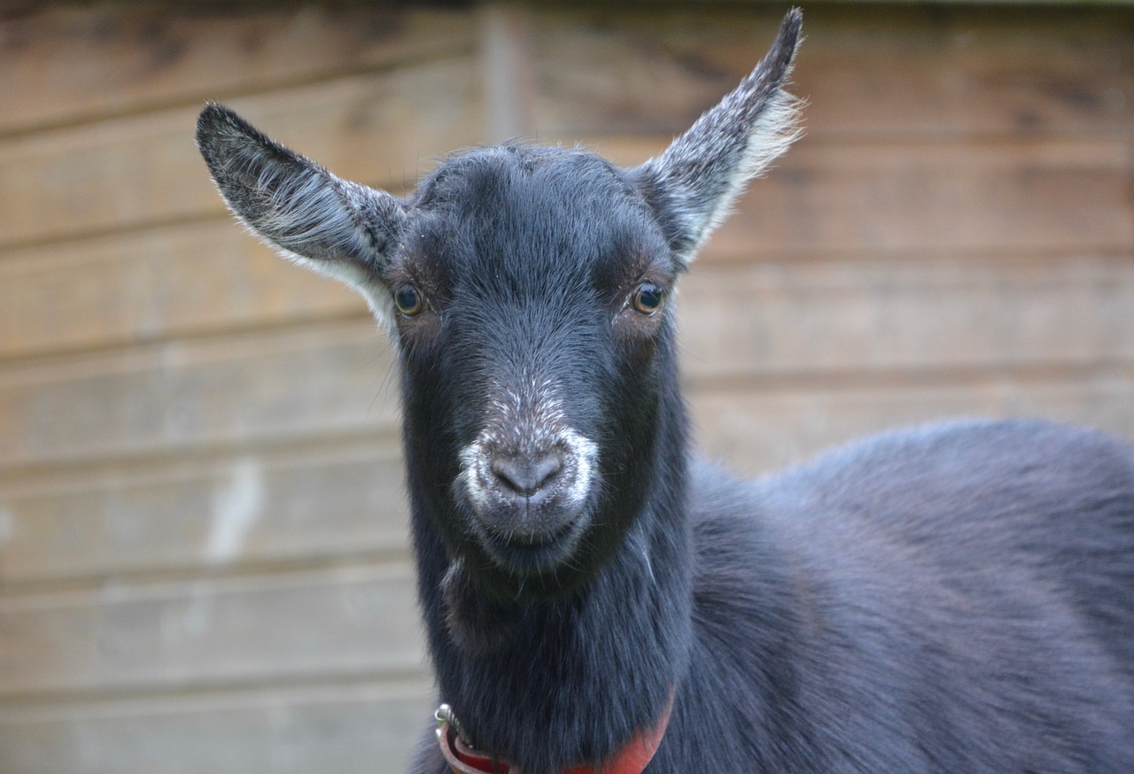 goat goat black white field free photo