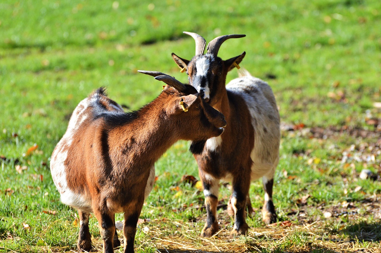 goat livestock billy goat free photo