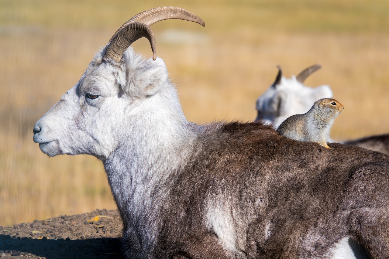 goat wildlife nature free photo