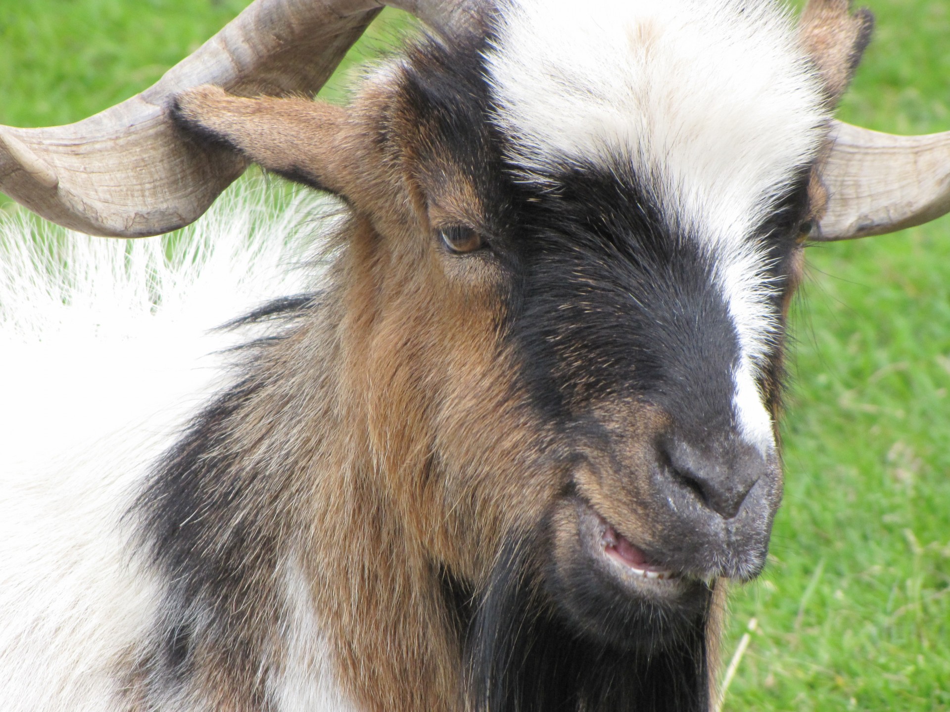 goat animal farmer free photo
