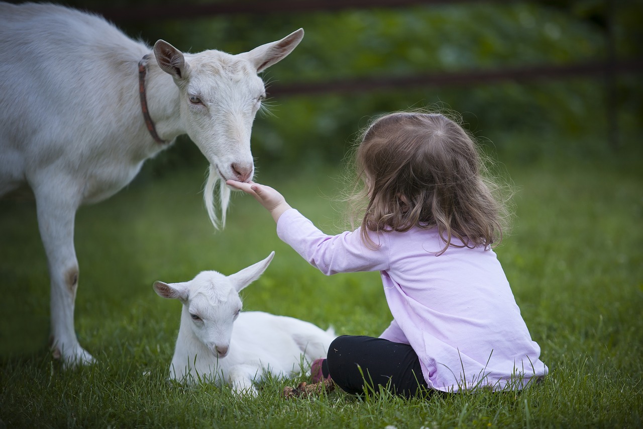 goat kid animal free photo