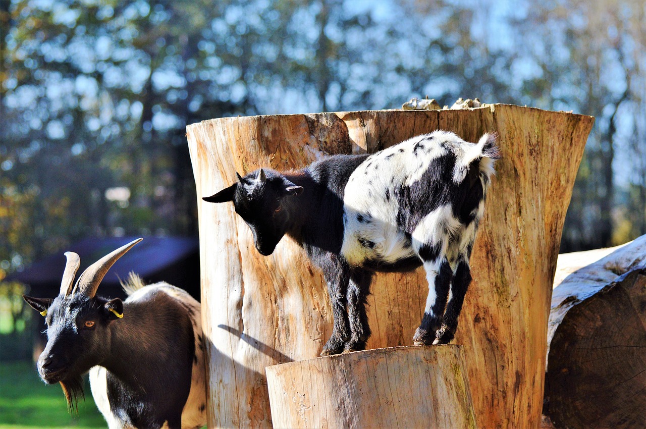 goat livestock billy goat free photo