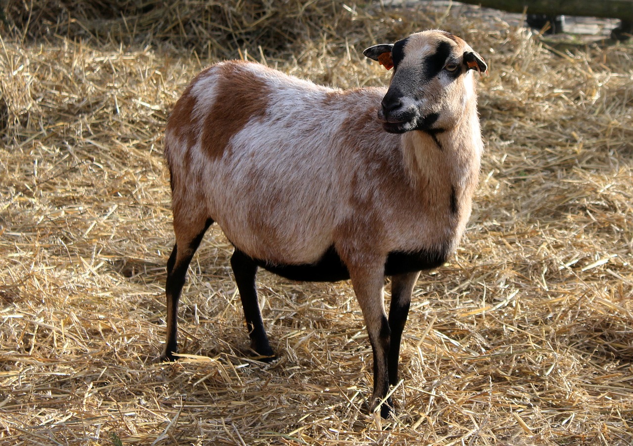 goat farm animals kennel free photo