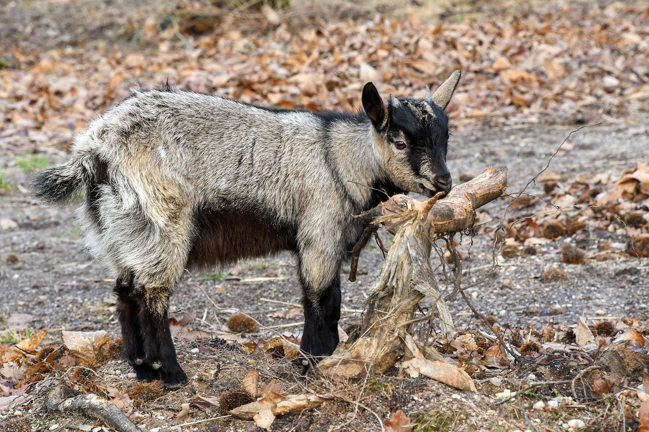 goat baby biquette free photo