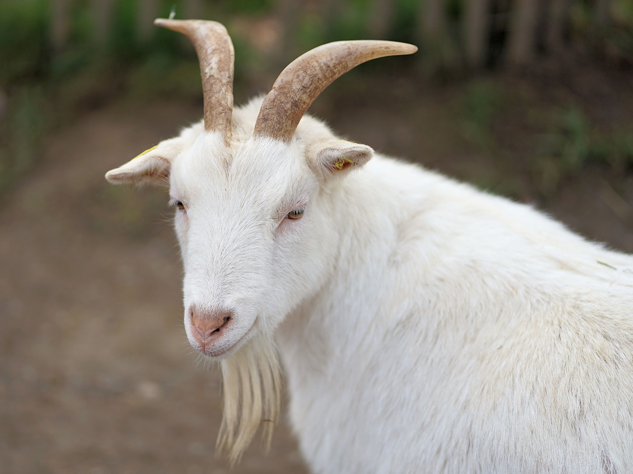 goat goatee nature free photo
