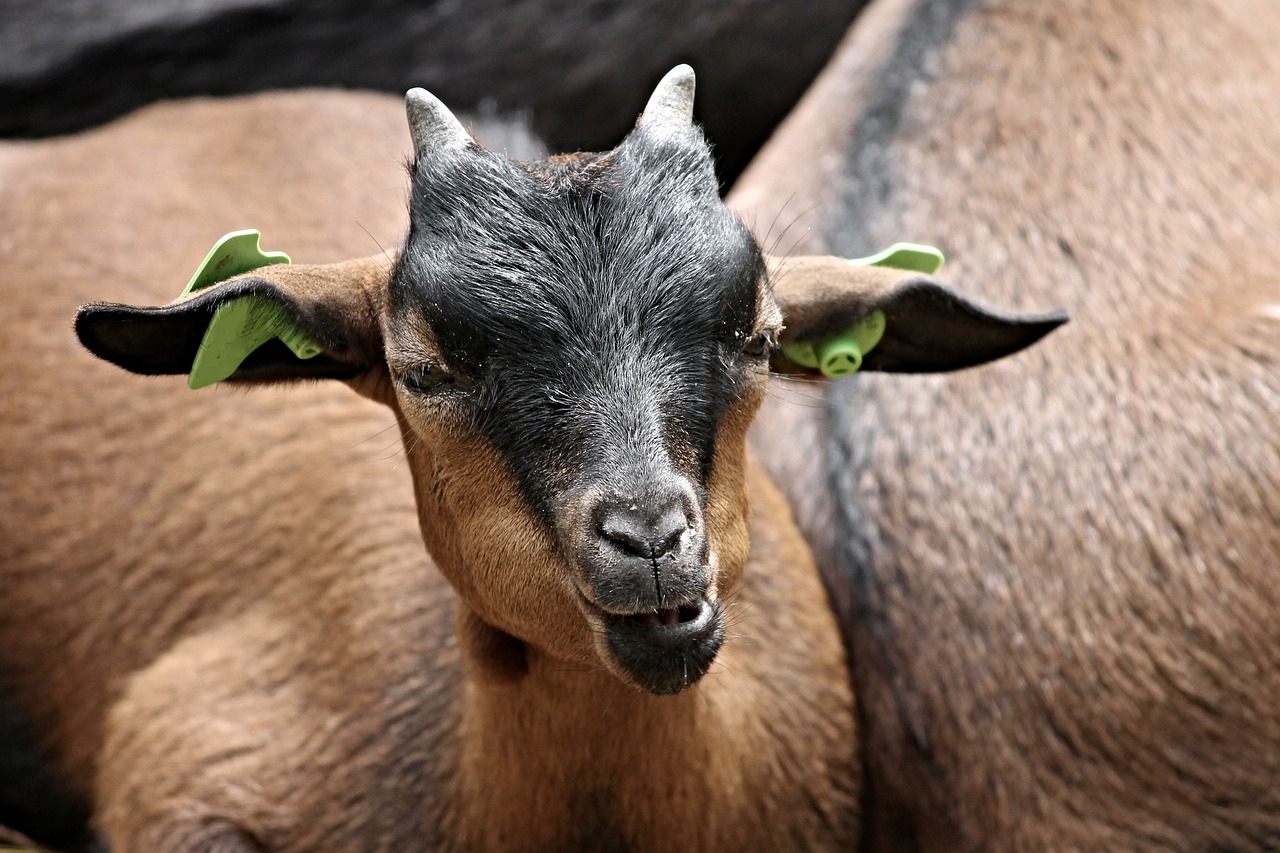 goat domestic goat animal free photo