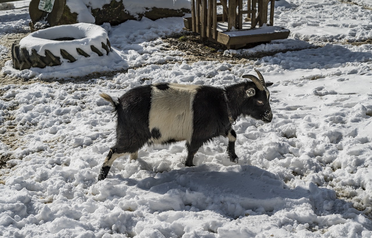 goat snow winter free photo