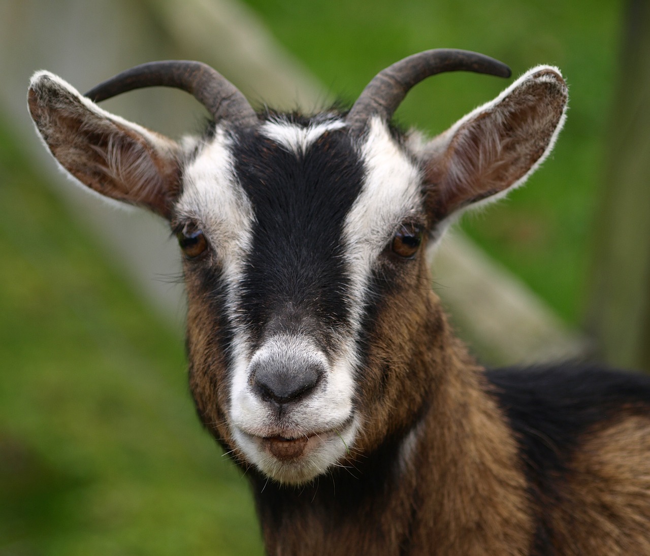 goat horns goat's head free photo