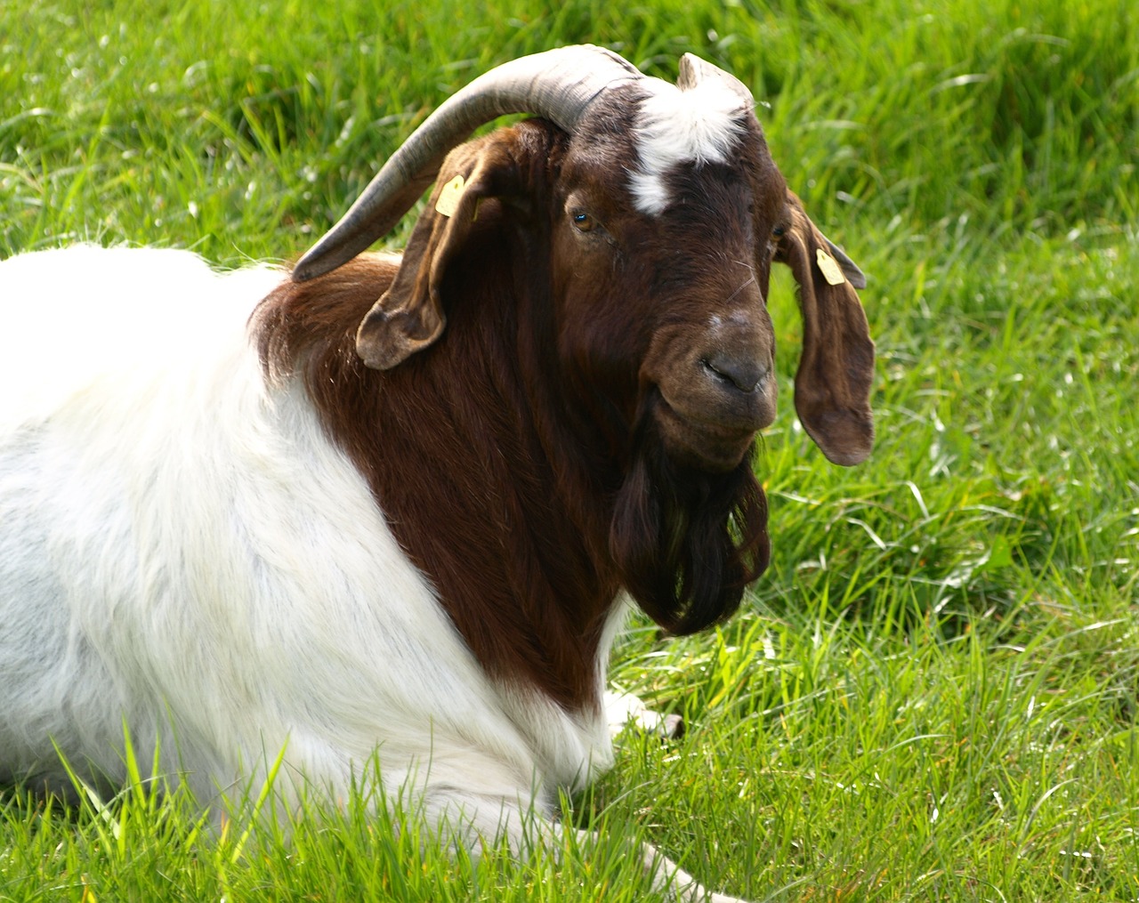 goat billy goat ram free photo