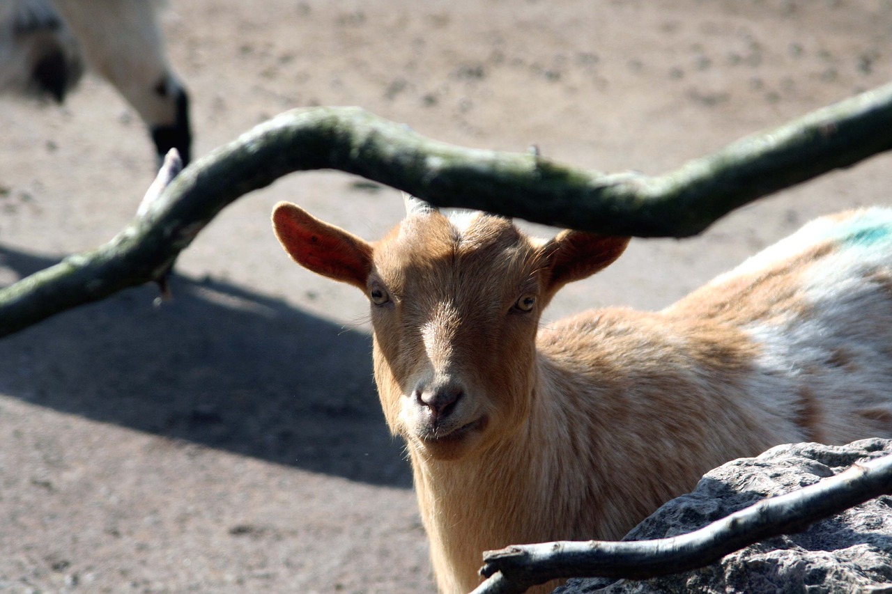 goat mammal nature free photo