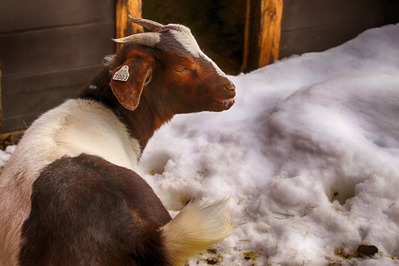 goat animal cute free photo