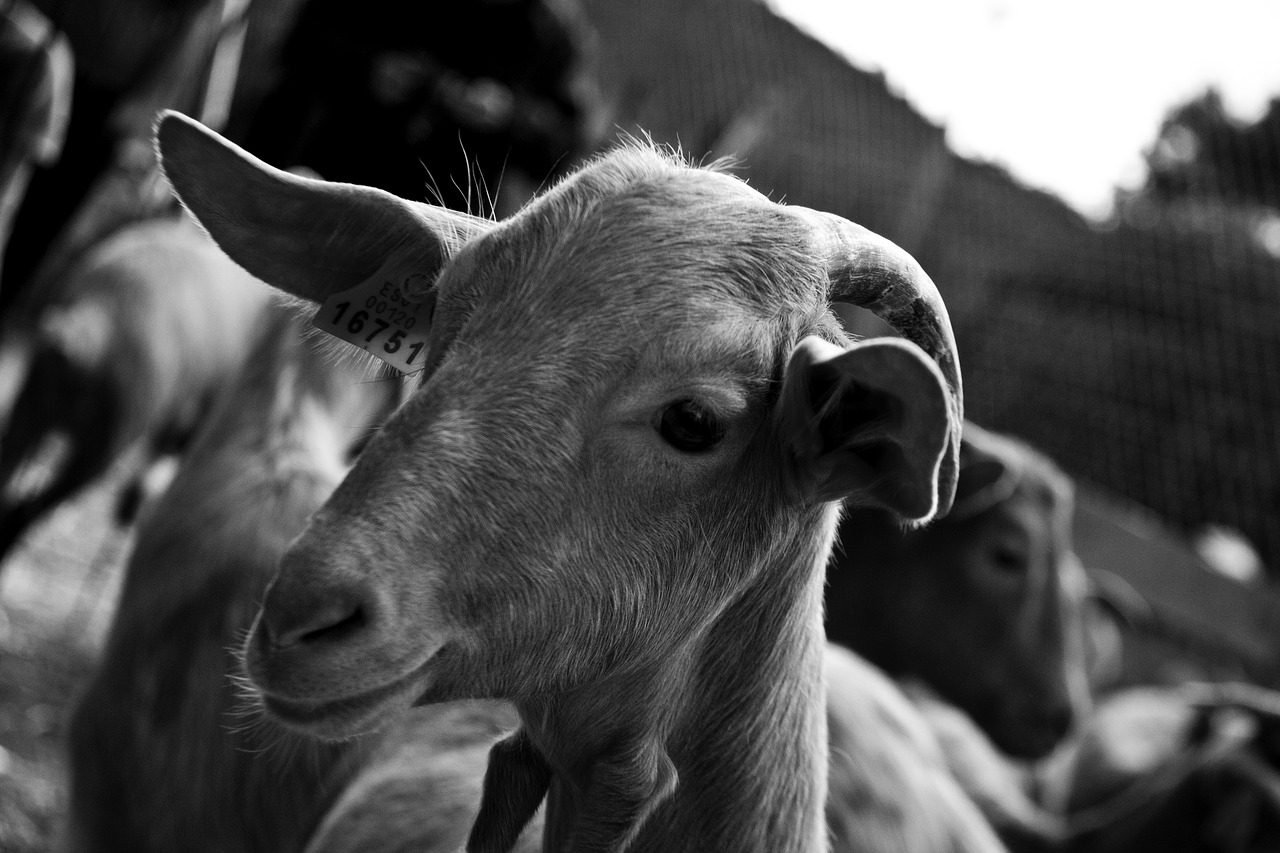 goat monochrome farm free photo