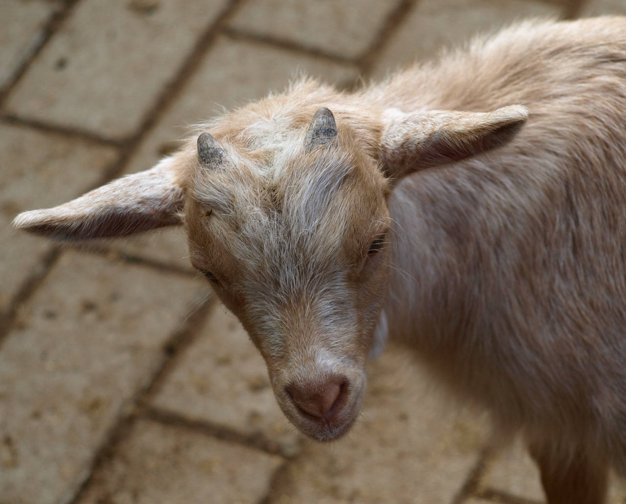 goat horns animal free photo