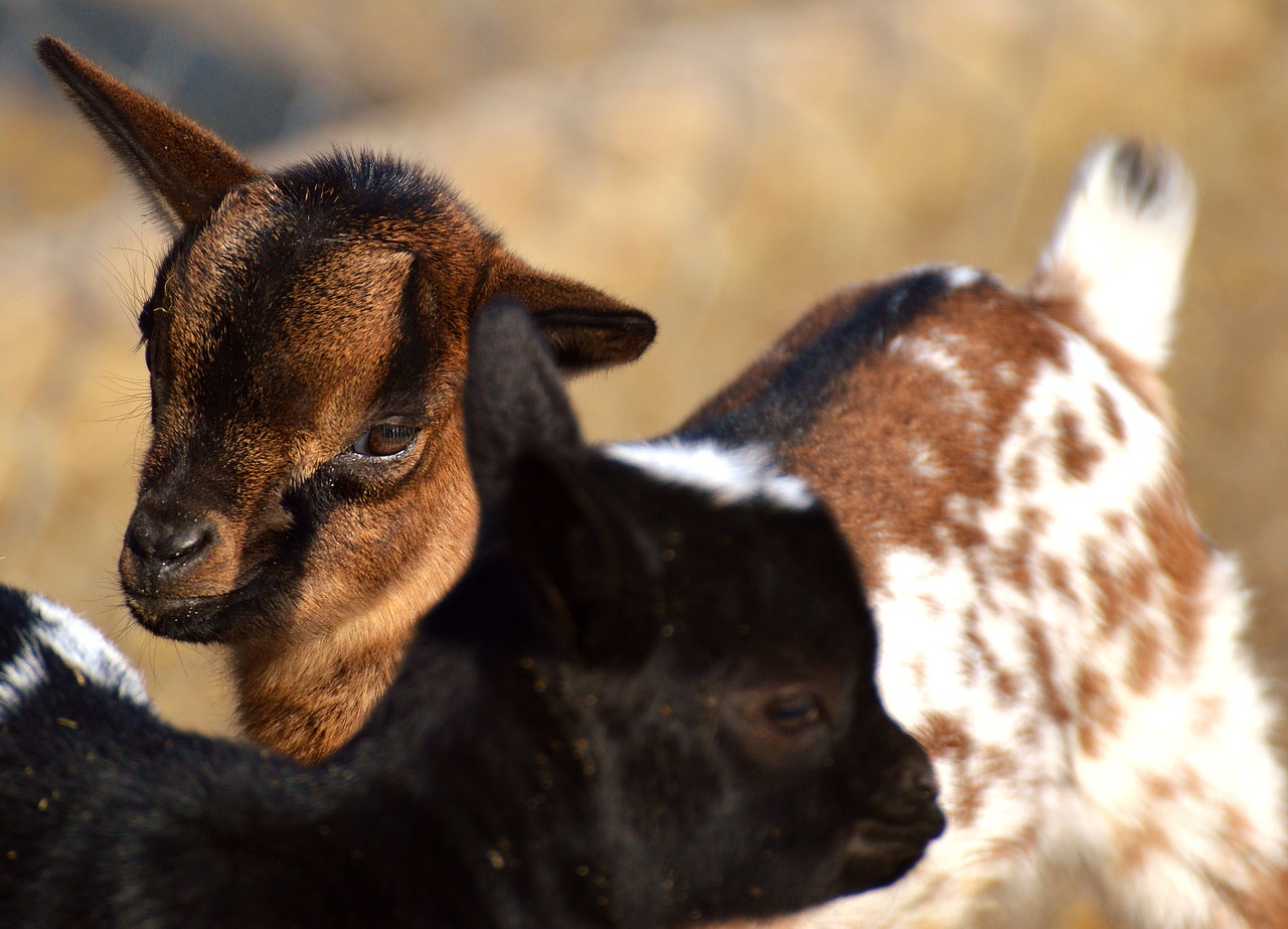 goat wildpark poing young animals free photo