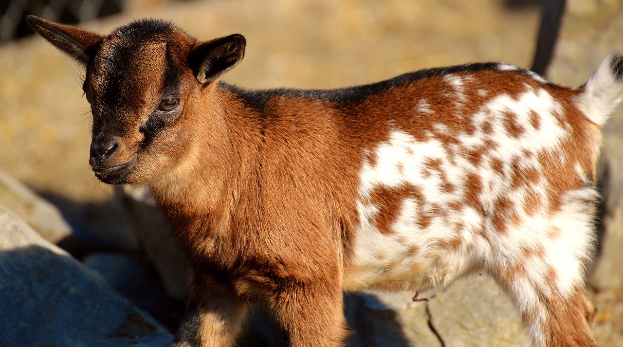 goat wildpark poing young animals free photo