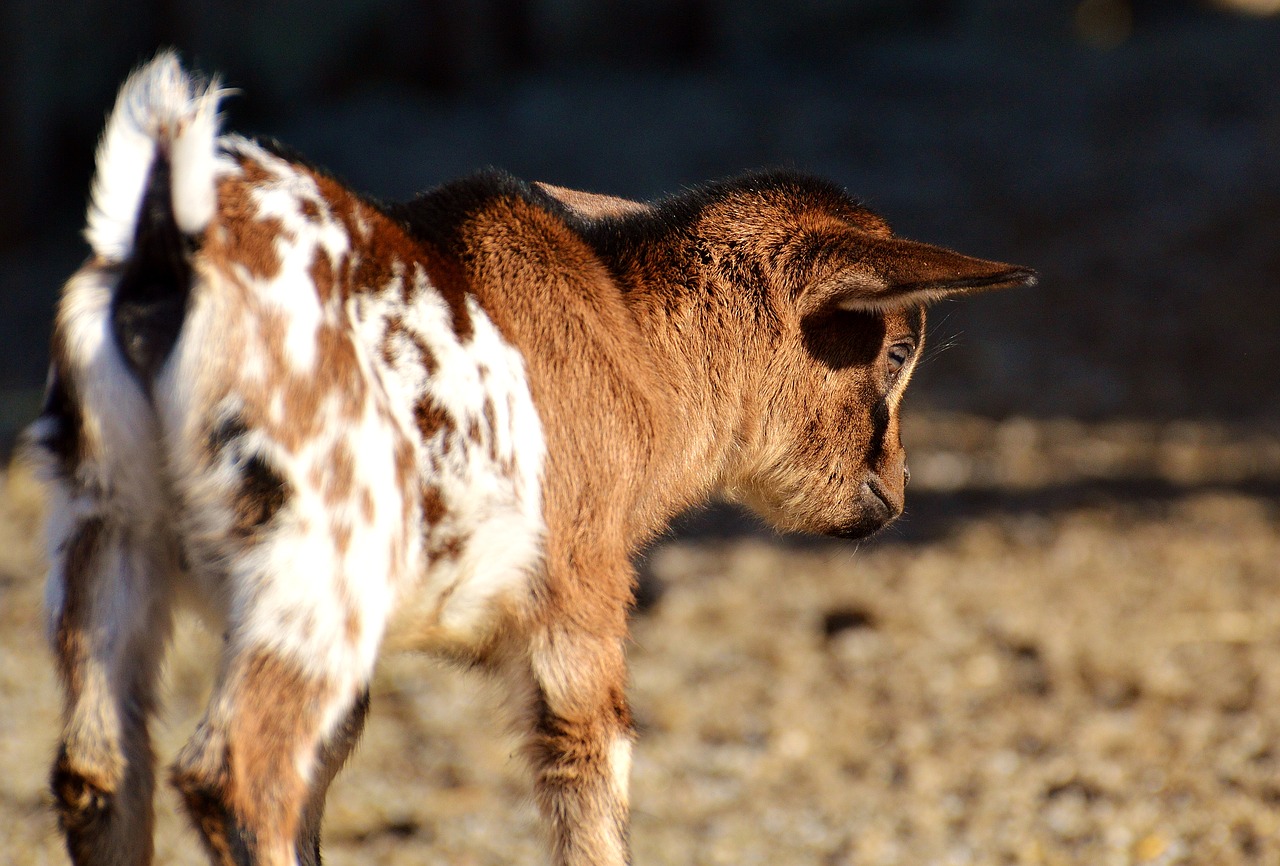 goat wildpark poing young animals free photo