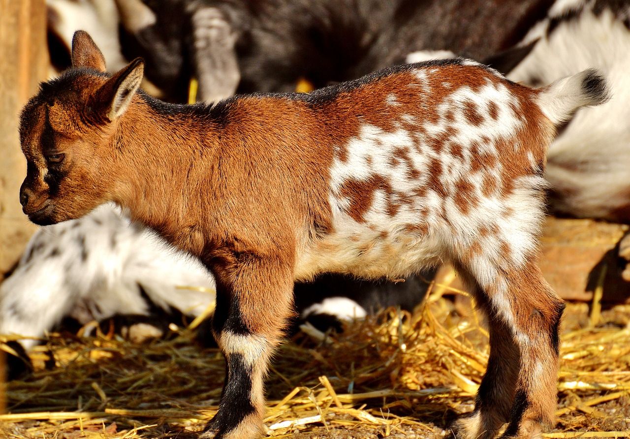 goat wildpark poing young animals free photo