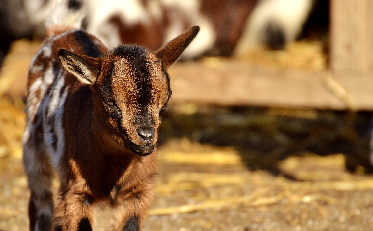 goat wildpark poing young animals free photo