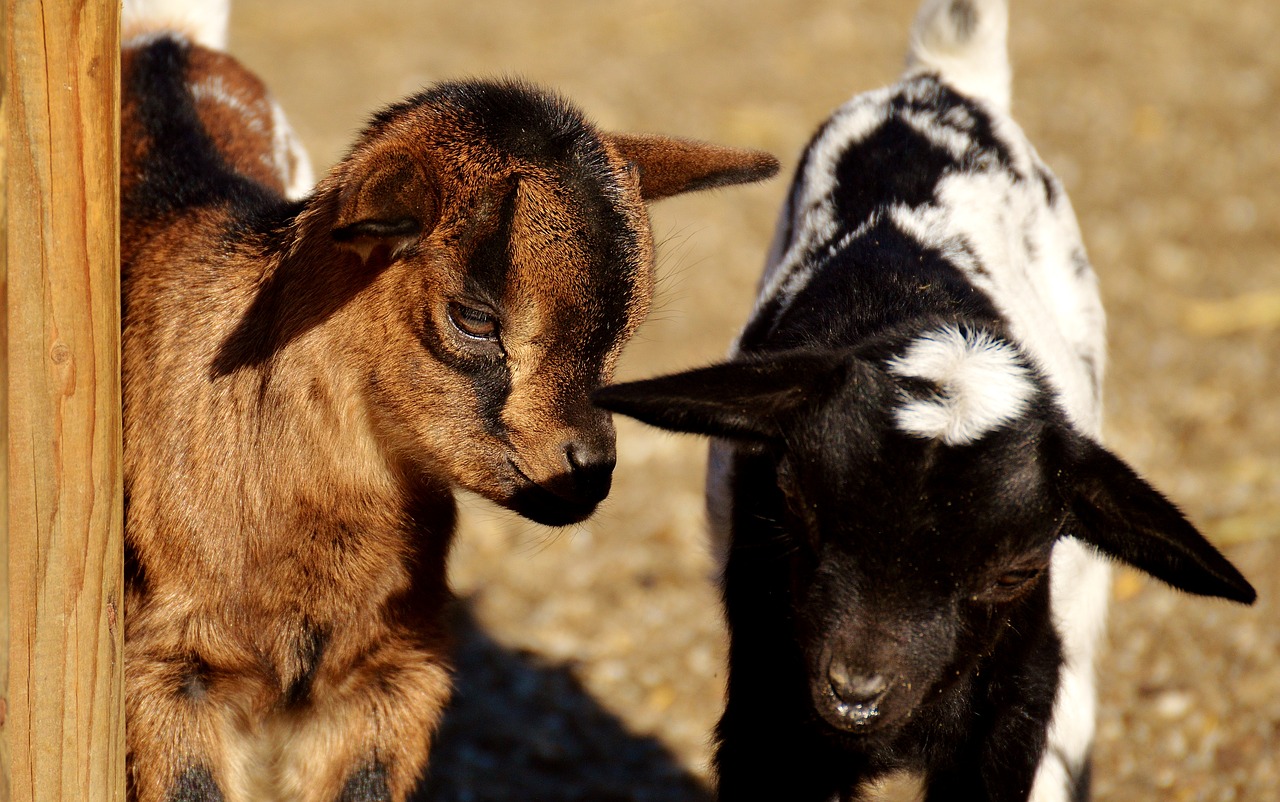 goat wildpark poing young animals free photo