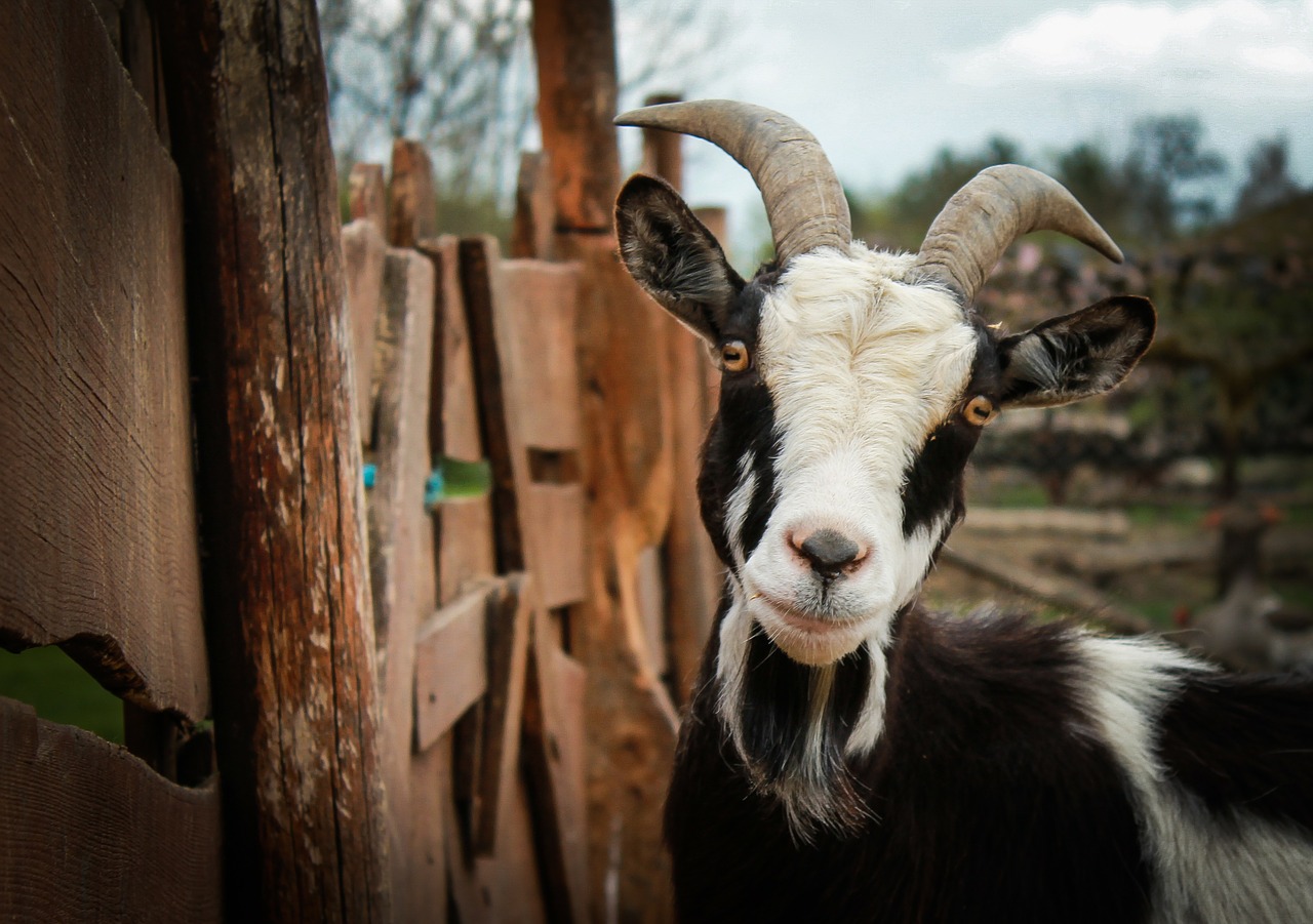 goat animal ungulates free photo