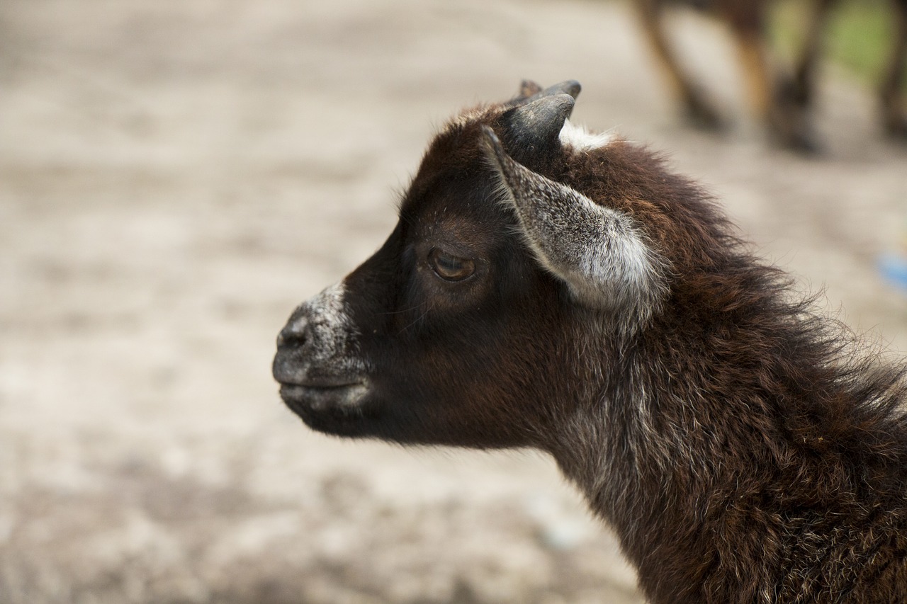 Goat, animal, a small goat, horns, the head of the - free image from  