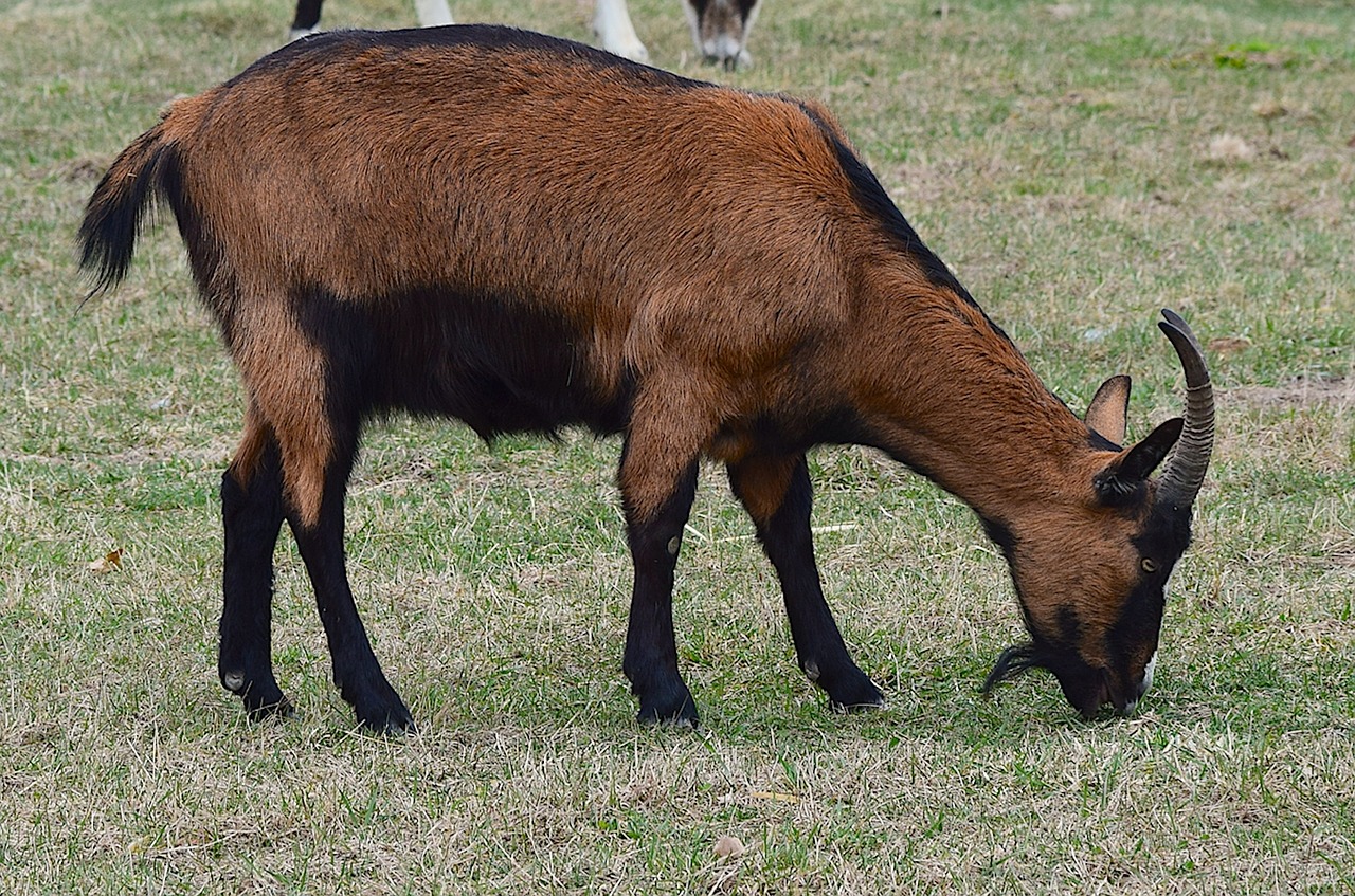 goat  mammal  animal free photo