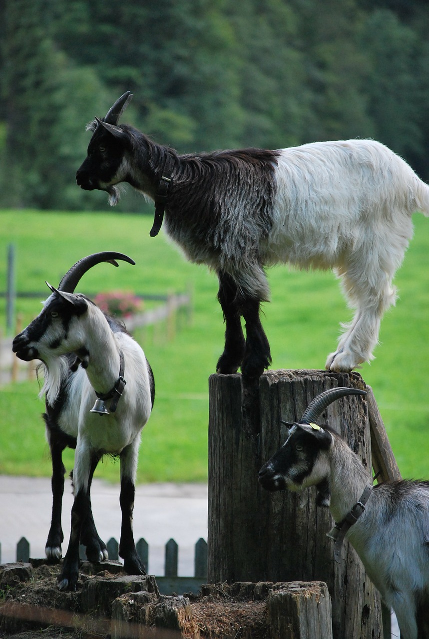 goat animal goats free photo