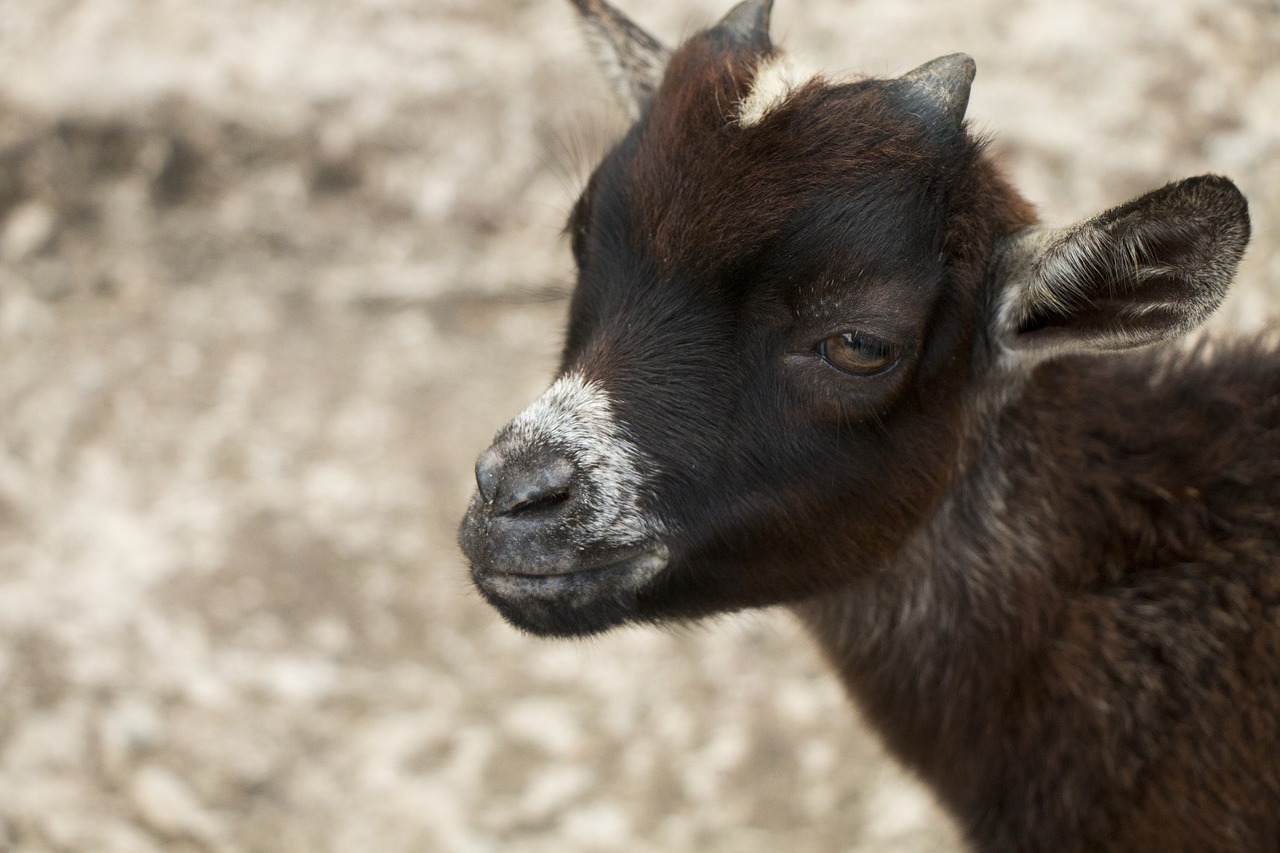 goat  chick  kozliatko free photo