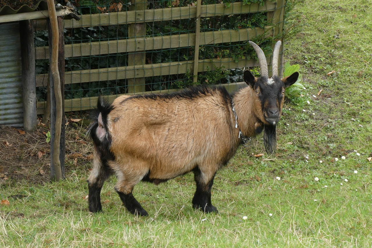 goat  mammal  cattle free photo