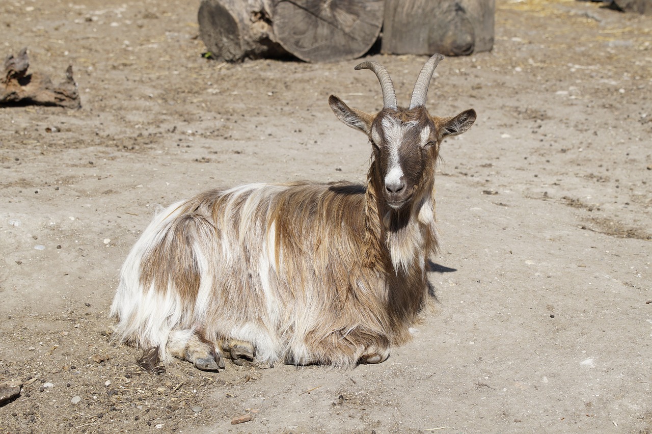 goat billy goat sun free photo