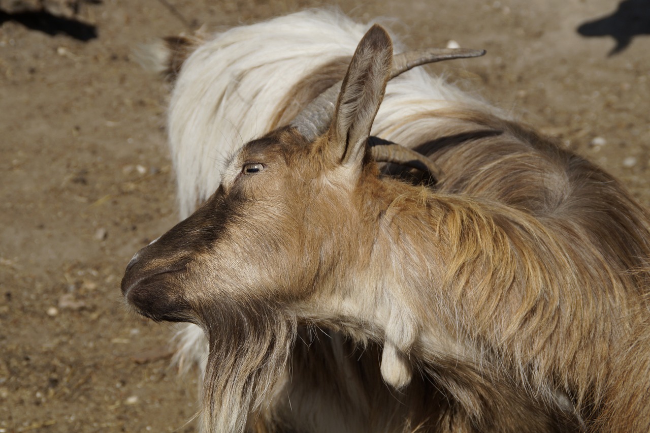 goat scratch horns free photo