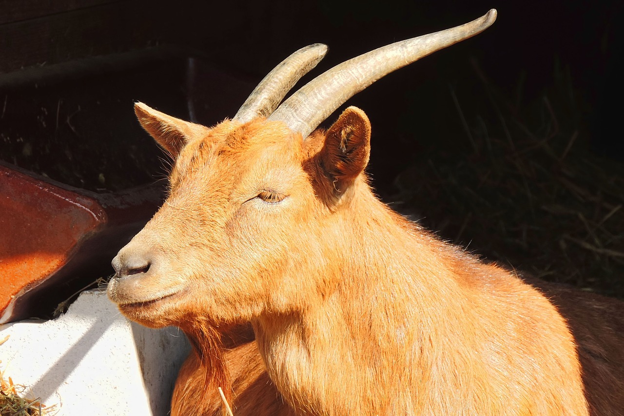 goat  mammal  animal free photo