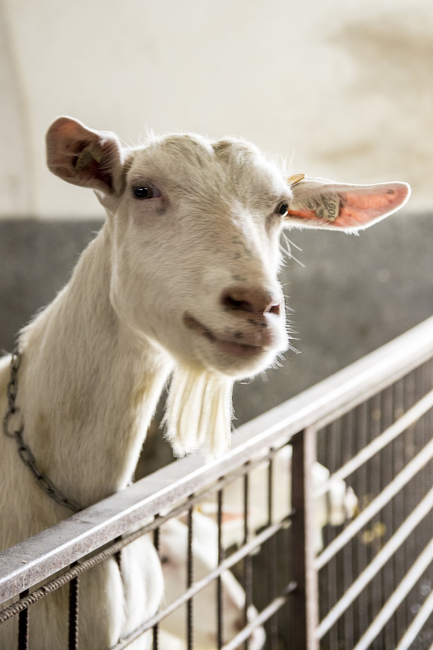 goat  animal  farm free photo