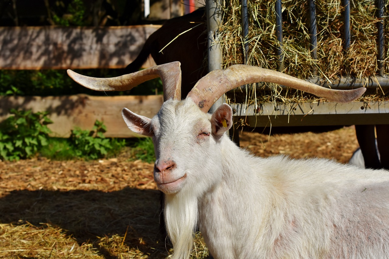 goat  billy goat  domestic goat free photo