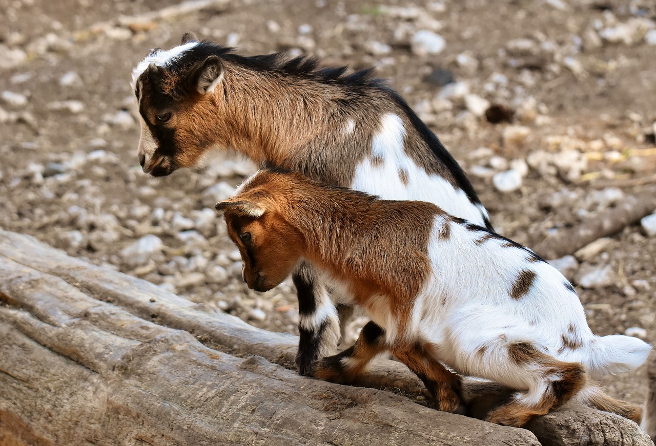 goat  young animals  playful free photo