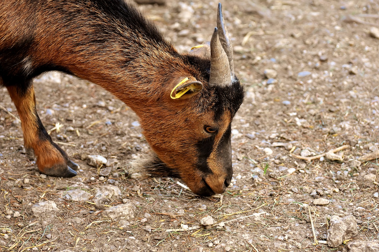 goat  animal  horns free photo