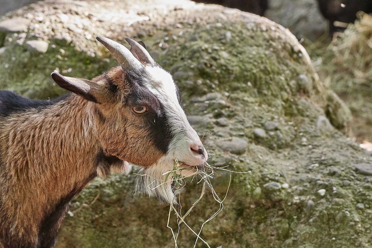 goat  eat  nature free photo