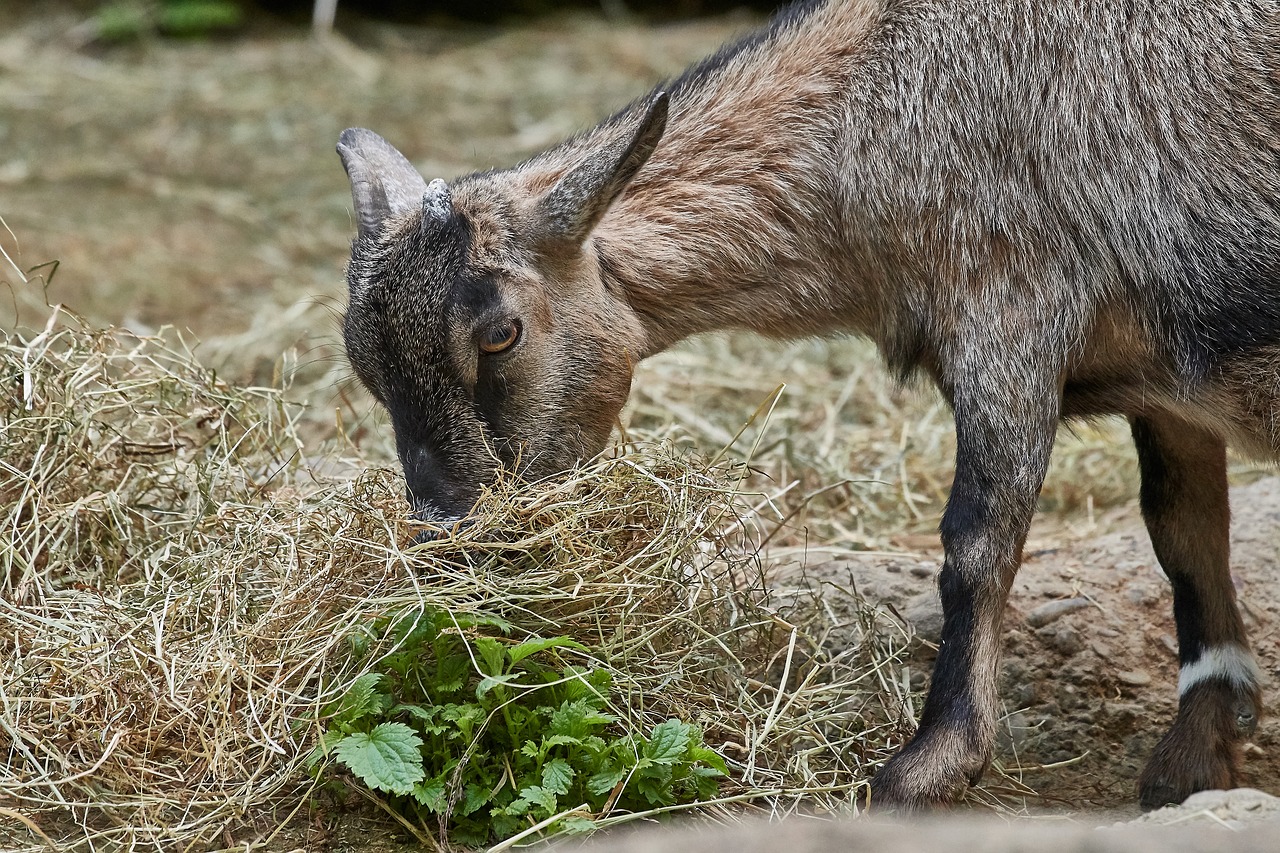 goat  eat  grass free photo