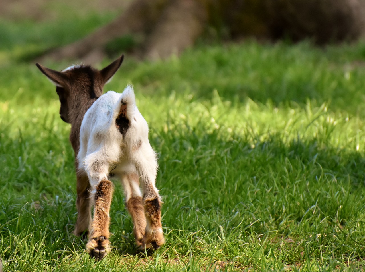 goat  young animals  playful free photo
