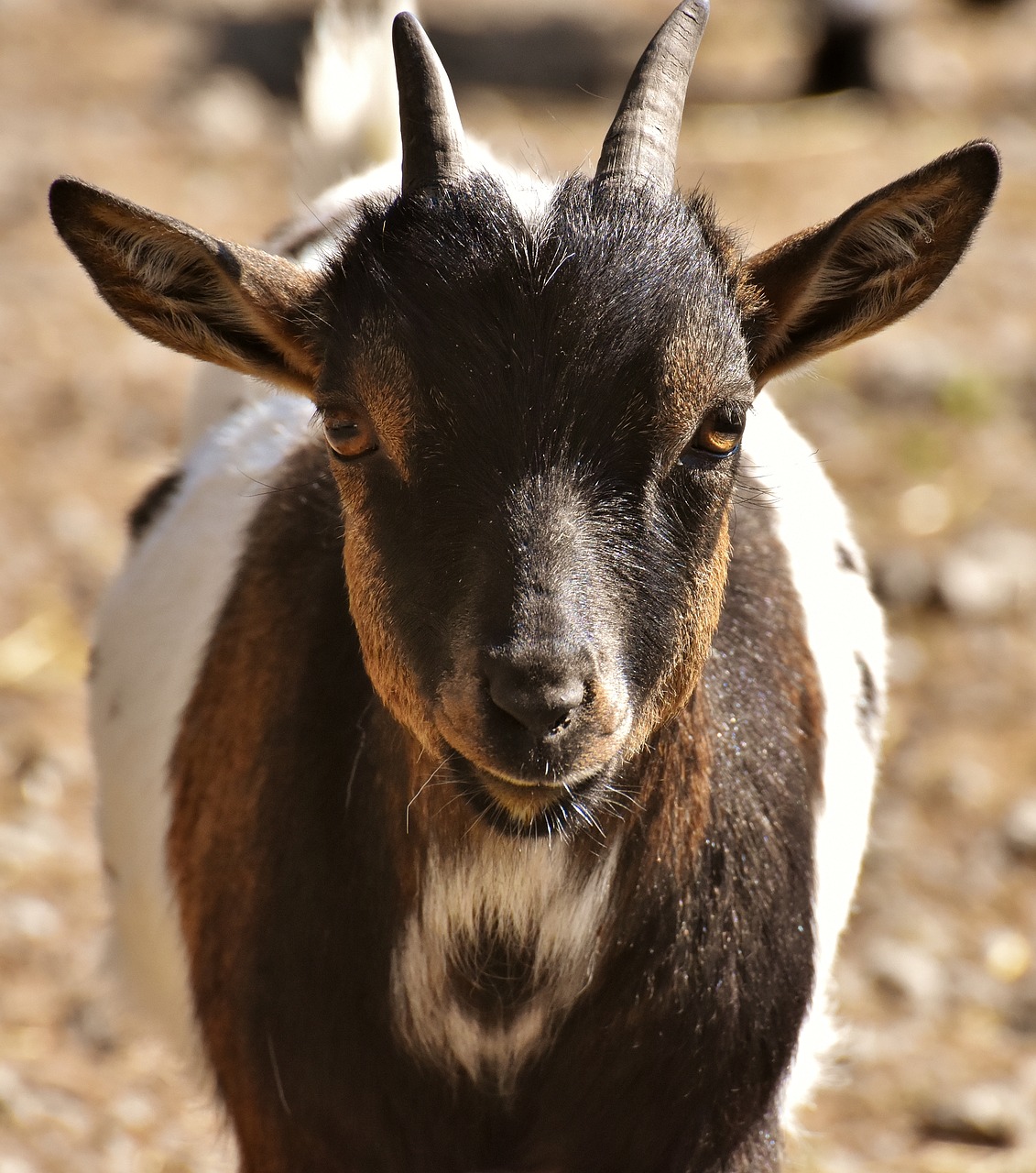 goat  animal  horns free photo