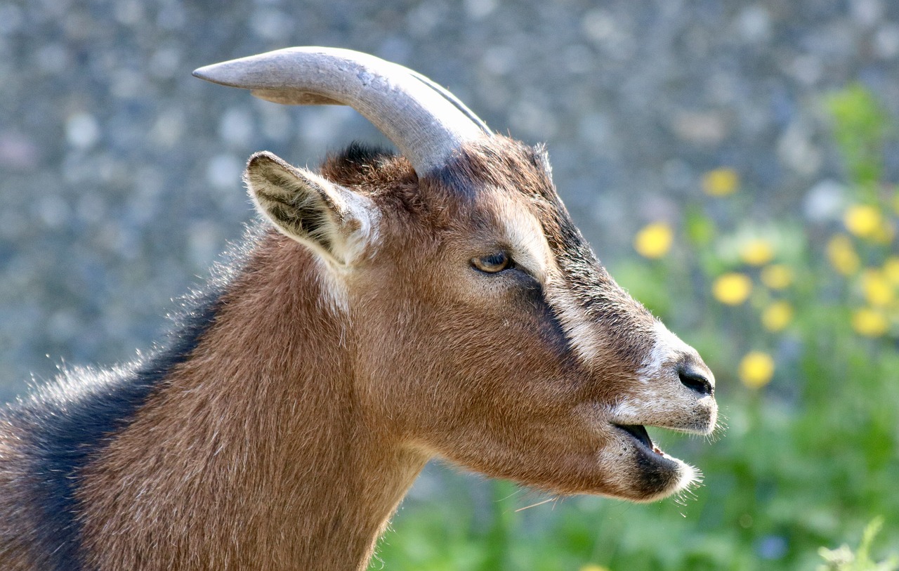 goat  dwarf goat  animal world free photo